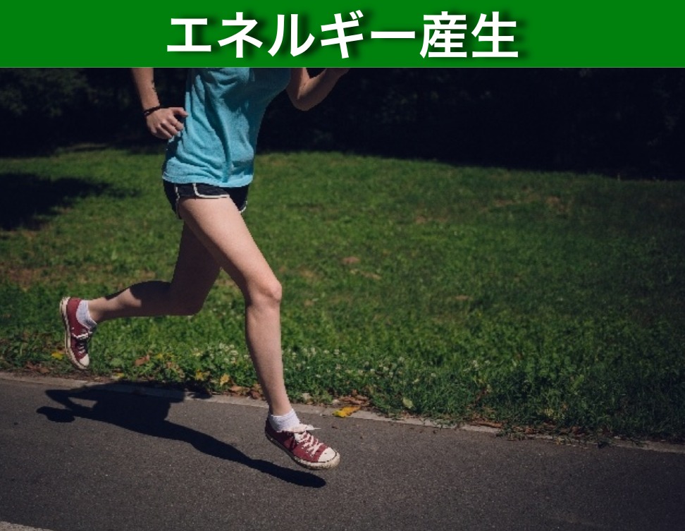 エネルギー産生