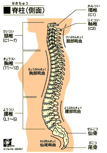 脊柱（側面）